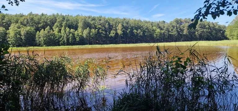 Puszcza Zielonka atrakcje – odkryj ukryte skarby regionu blisko Poznania